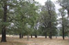 Richmond Park trees