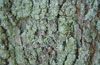 Phaeophyscia orbicularis on a lime tree trunk