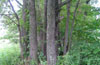 Oak trees in the Bitsa Wood