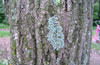 Parmelia sulcata on the oak tree trunk