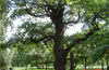 An old oak tree in Kolomenskoye